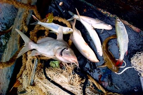 Fish catch, Corridor forestier de la Boucle du Mouhoun