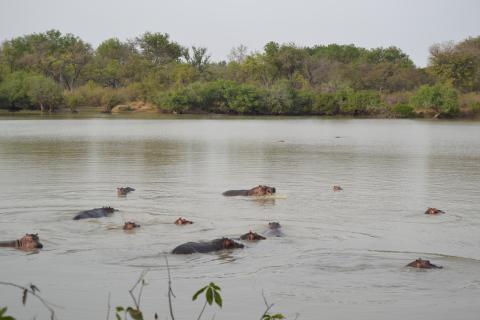 Zone Humide de la Rivière Pendjari, Benin