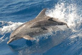 South Coast, Atlantic spotted dolphin