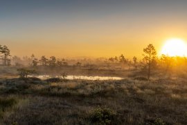 peatlands