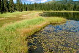 Peatlands in Styrian Salzkammergut, Miesbodensee