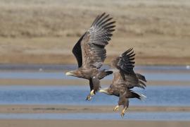 White-tailed eagles, Ogii Nuur Ramsar Site, Mongolia