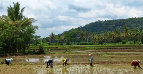 Much of the world's food, essential to human health and well-being, comes from wetlands.