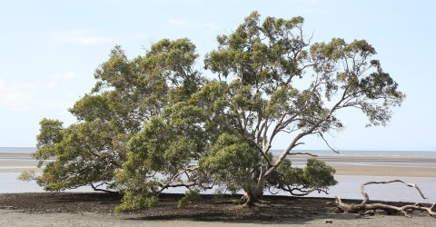 mangrove tree