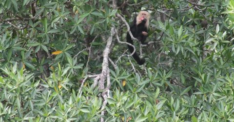 costa rica mangrove