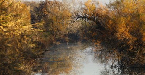 camargue