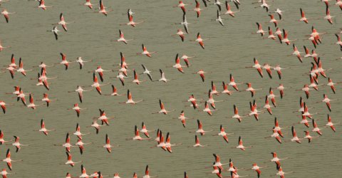 Flamingos in Camargue