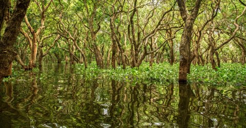 mangrove trees