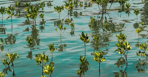 Young mangroves