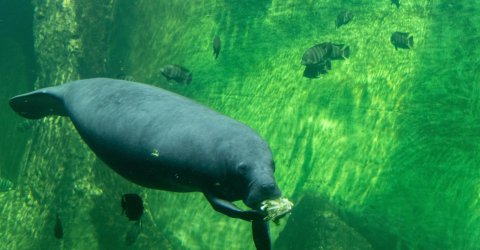 Manatee