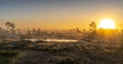 peatlands