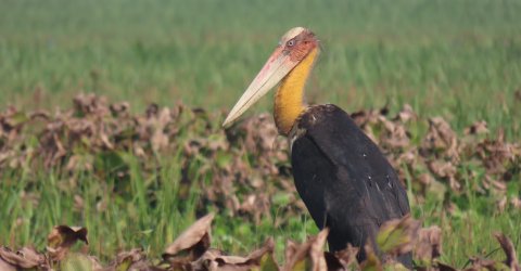 Udhwa Lake Bird Sanctuary