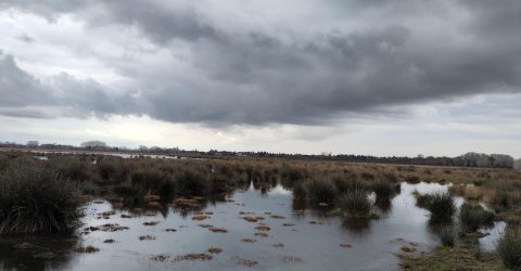 Camargue