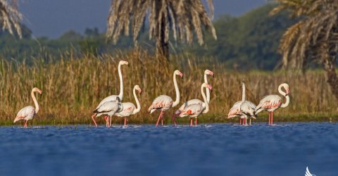 Menar Wetland Complex