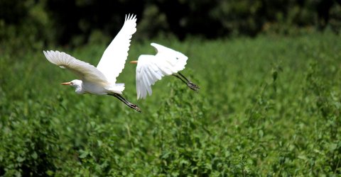 Birds Above Green Leafed Trees
