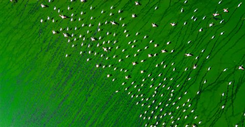 Aerial View of Flamingos on Green Waters in Denizli