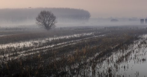 Ex Lago e Padule di Bientina