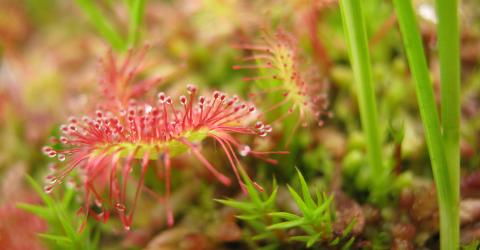 Queen of bogs In this picture there is a sundew. Made in Estonia.