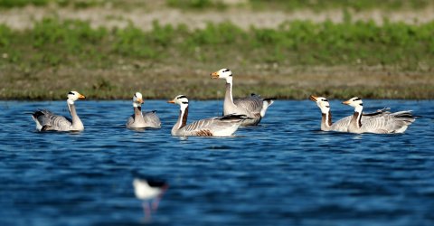 Haiderpur Wetland, Anser indicus