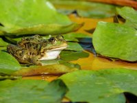 Frog_STRP