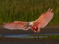 Western Wetlands, Roseate spoonbill