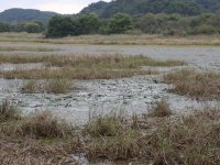 Upo Wetland.png