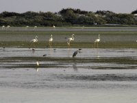 Wetlands Reserve in Al Wusta Governorate_0.jpg 