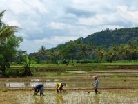 Much of the world's food, essential to human health and well-being, comes from wetlands.
