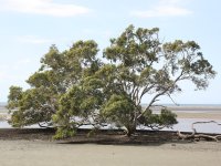 mangrove tree