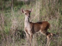 Menipo Nature Recreational Park, Rusa timorensis