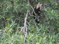 costa rica mangrove