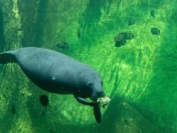 Manatee