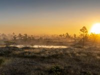 peatlands