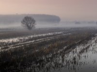 Ex Lago e Padule di Bientina