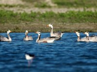 Haiderpur Wetland, Anser indicus