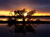 Tree of Fire