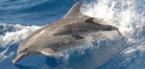 South Coast, Atlantic spotted dolphin