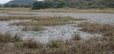 Upo Wetland.png