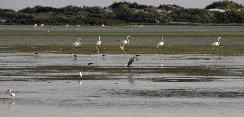 Wetlands Reserve in Al Wusta Governorate_0.jpg 