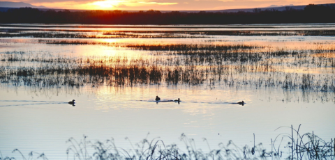 Wetlands .png