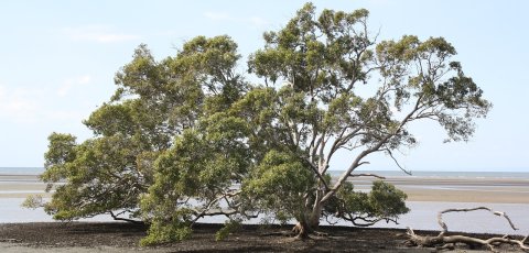 mangrove tree