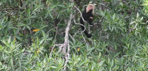 costa rica mangrove