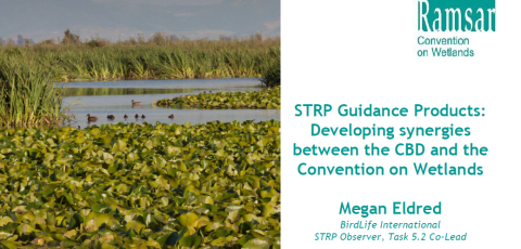 STRP Guidance Products - Developing synergies between the CBD and the Convention on Wetlands.png