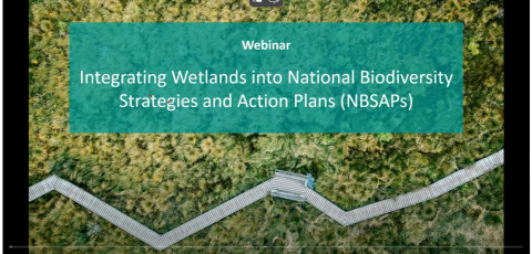 STRP NBSAPs Webinar