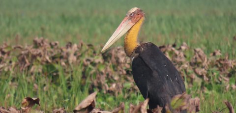 Udhwa Lake Bird Sanctuary