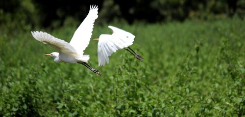 Birds Above Green Leafed Trees