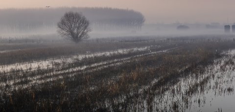 Ex Lago e Padule di Bientina