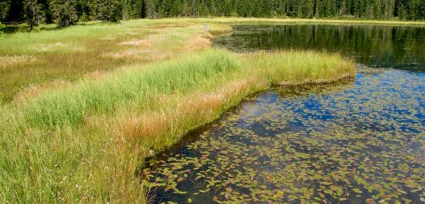 Peatlands in Styrian Salzkammergut, Miesbodensee