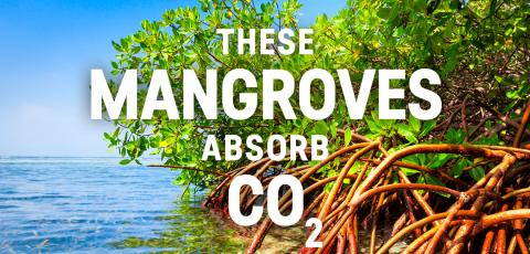 Social media tile: Mangroves