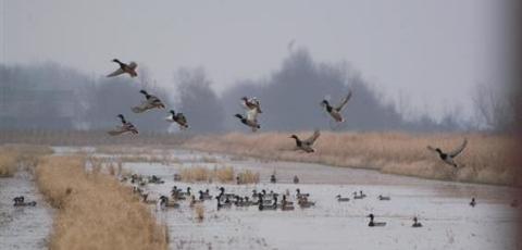 Article by Ducks Unlimited: Conservation, ag groups join to recognize wetlands
